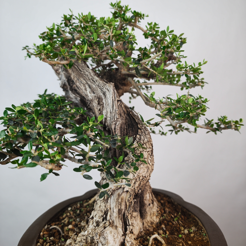 OLEA VAR SYLVESTRIS - Imagen 6