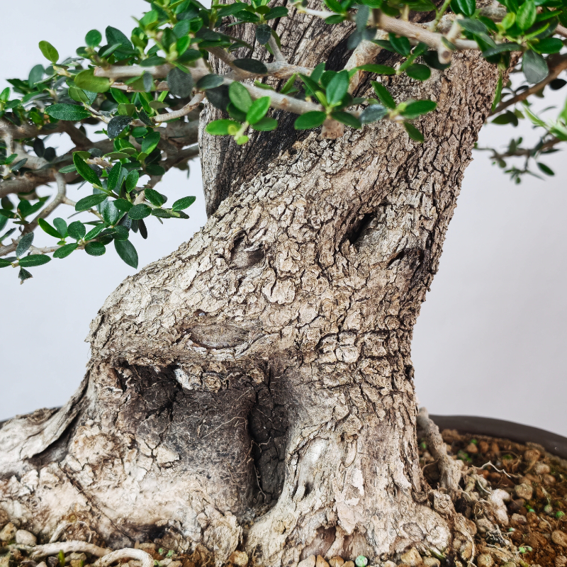 OLEA VAR SYLVESTRIS - Imagen 3