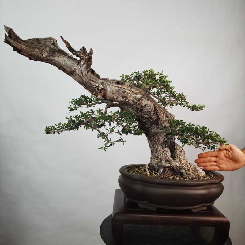 OLEA VAR SYLVESTRIS - Imagen 4