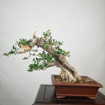 OLEA VAR SYLVESTRIS