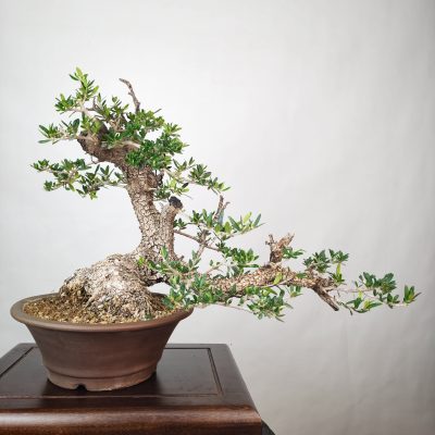 OLEA VAR SYLVESTRIS