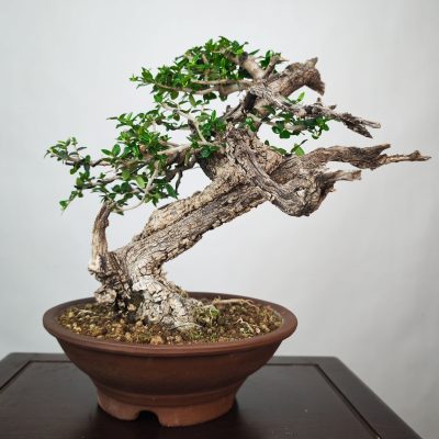 OLEA VAR SYLVESTRIS