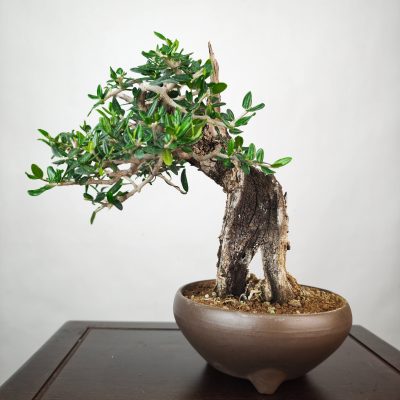 OLEA VAR SYLVESTRIS