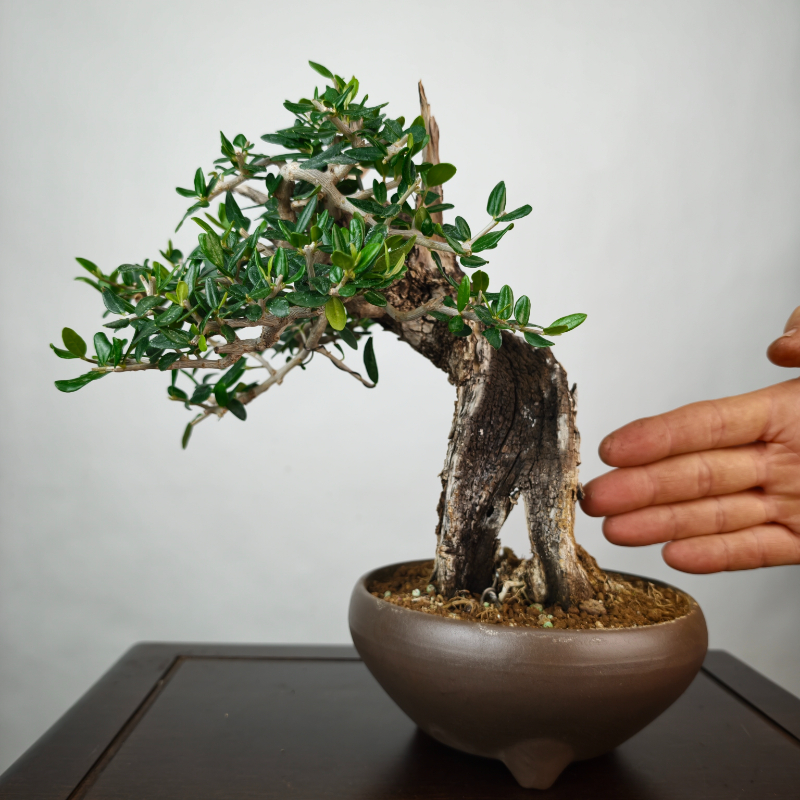 OLEA VAR SYLVESTRIS - Imagen 3