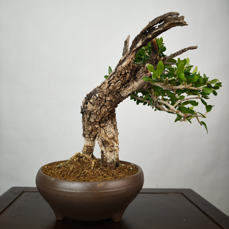 OLEA VAR SYLVESTRIS - Imagen 2