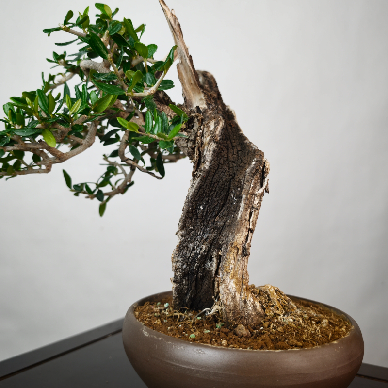 OLEA VAR SYLVESTRIS - Imagen 4