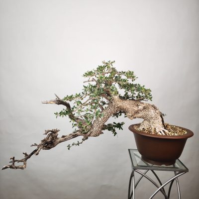 OLEA VAR SYLVESTRIS