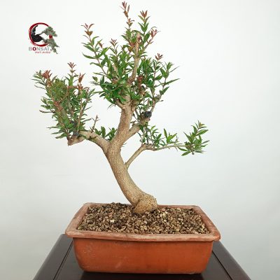 PÚNICA GRANATUM NEJIKAN/GRANADO