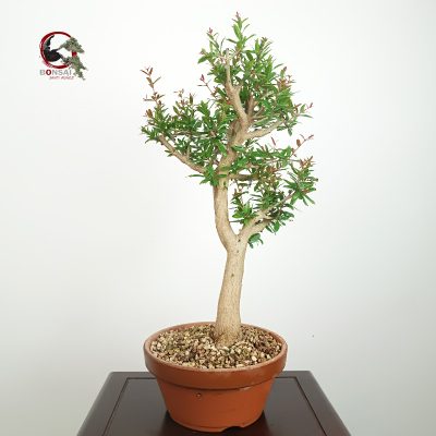 PÚNICA GRANATUM NEJIKAN/GRANADO