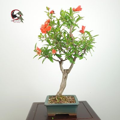 PÚNICA GRANATUM NEJIKAN/GRANADO