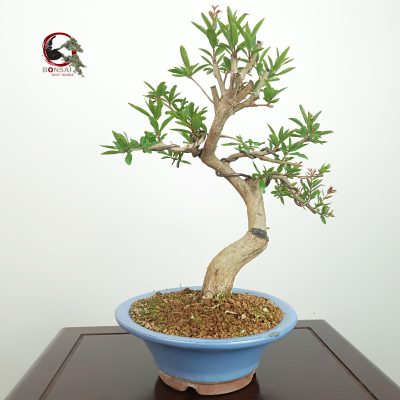 PÚNICA GRANATUM NEJIKAN/GRANADO