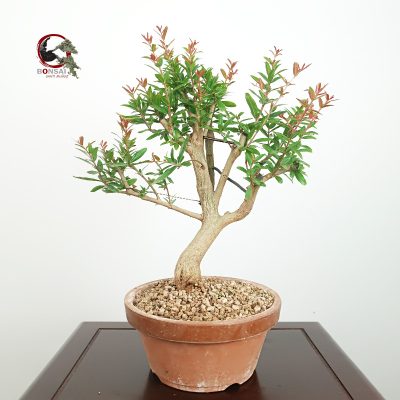 PÚNICA GRANATUM NEJIKAN/GRANADO