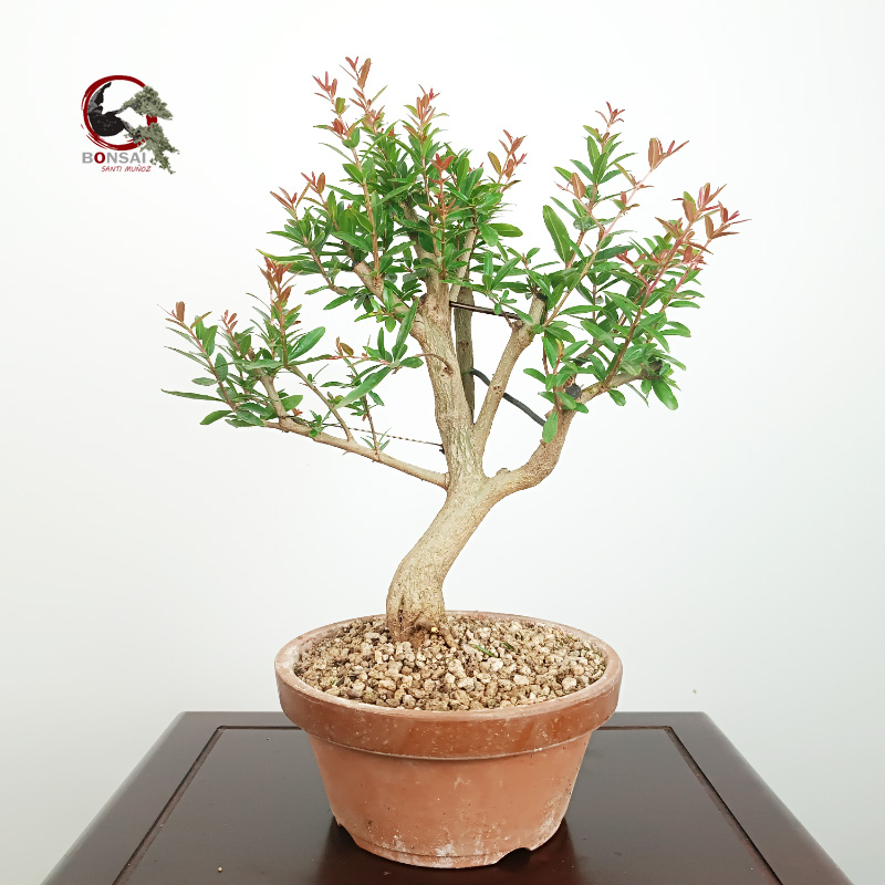 PÚNICA GRANATUM NEJIKAN/GRANADO