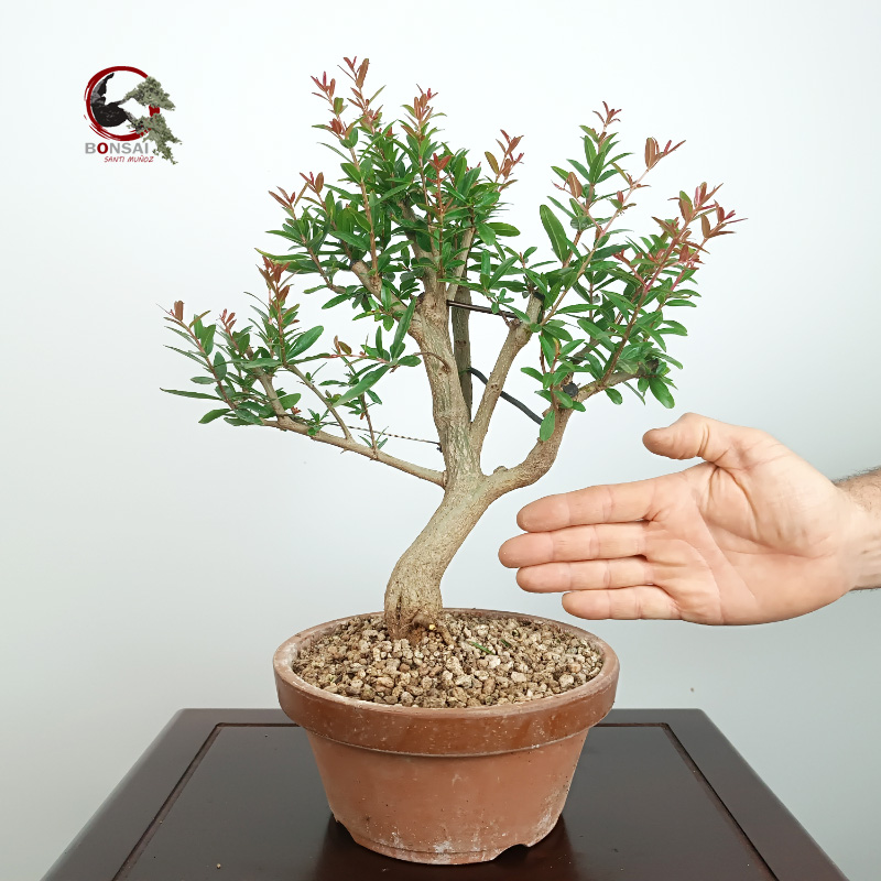PÚNICA GRANATUM NEJIKAN/GRANADO - Imagen 2