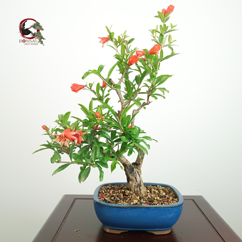 PÚNICA GRANATUM NEJIKAN/GRANADO