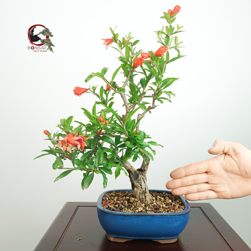 PÚNICA GRANATUM NEJIKAN/GRANADO - Imagen 3