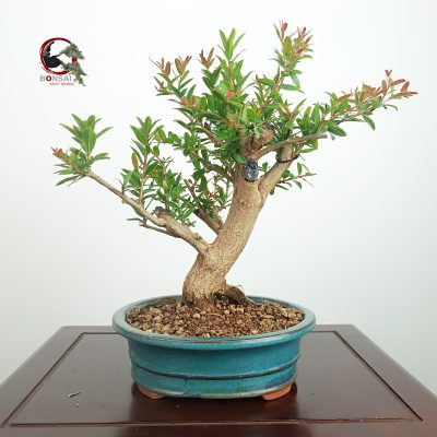 PÚNICA GRANATUM NEJIKAN/GRANADO
