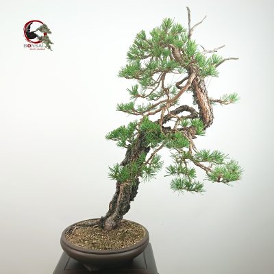 PINO SYLVESTRIS