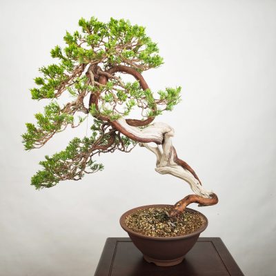 JUNIPERUS SABINA