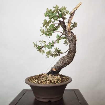 ENCINA / QUERCUS ILEX