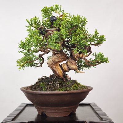 JUNIPERUS ITOIGAWA