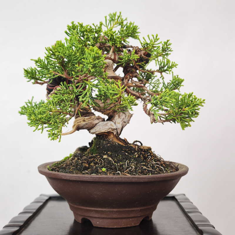 JUNIPERUS ITOIGAWA - Imagen 3