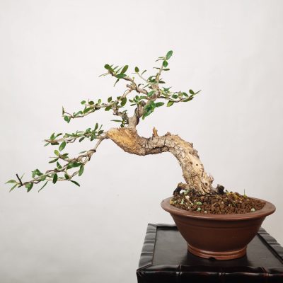 OLEA VAR SYLVESTRIS