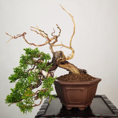 JUNIPERUS ITOIGAWA
