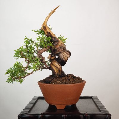 JUNIPERUS ITOIGAWA