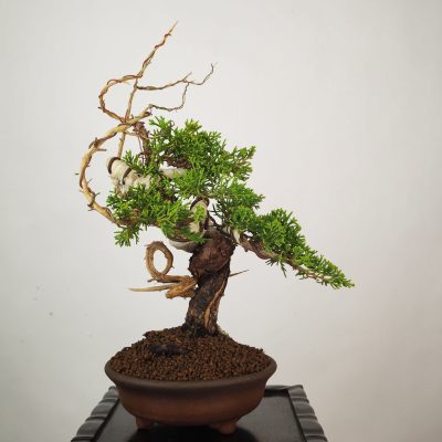 JUNIPERUS ITOIGAWA