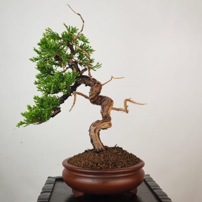 JUNIPERUS ITOIGAWA