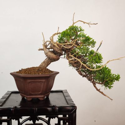 JUNIPERUS ITOIGAWA