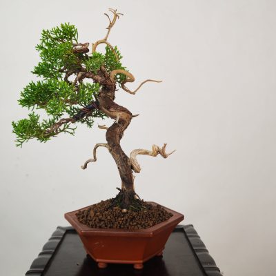 JUNIPERUS ITOIGAWA