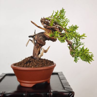 JUNIPERUS ITOIGAWA