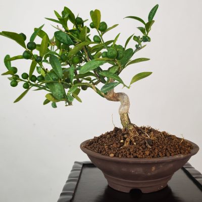 BONSAI CITRUS KINZU